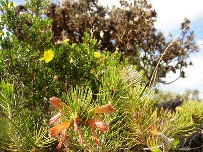 Melaleuca torulosa, photographed by Tony Rebelo