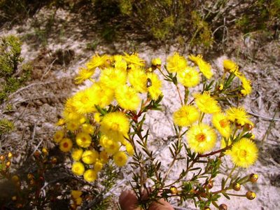 Verticordia nobilis, photographed by Tony Rebelo