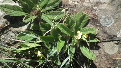 Eriosema ellipticifolium, photographed by Shaun Swanepoel