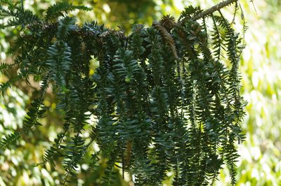 Araucaria bidwillii, photographed by Rolf Lawrenz
