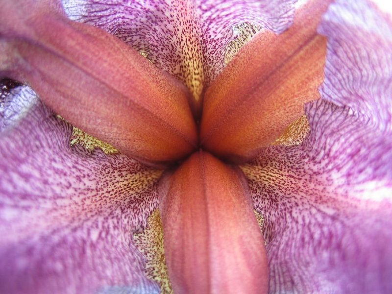 Iris haynei, photographed by Udi Oron אודי אורון