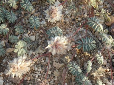 Dalea neomexicana, photographed by Eliseo D Moreno