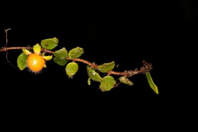 Neomortonia rosea, photographed by Oscar Marín