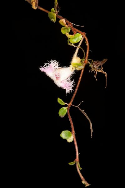 Neomortonia rosea, photographed by Oscar Marín