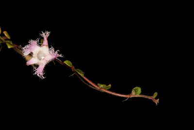 Neomortonia rosea, photographed by Oscar Marín