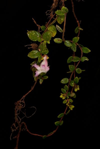 Neomortonia rosea, photographed by Oscar Marín