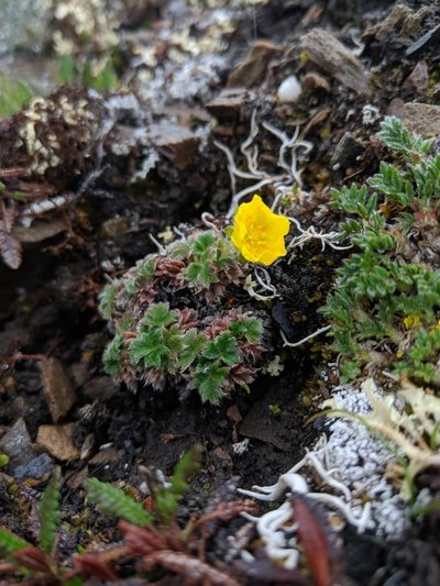 Potentilla subvahliana, photographed by Spencer K. Monckton
