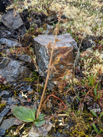 Micranthes hieraciifolia, photographed by Spencer K. Monckton