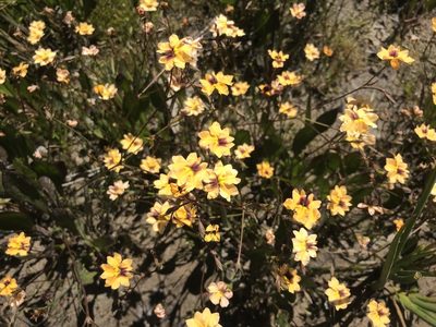 Goodenia trinervis, photographed by Ann Bentley