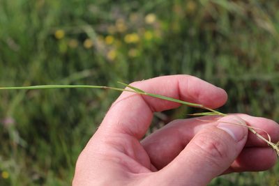Hordeum marinum, photographed by Joe Potter Butler