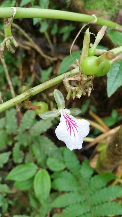 Elettaria cardamomum, photographed by Eugene Popov