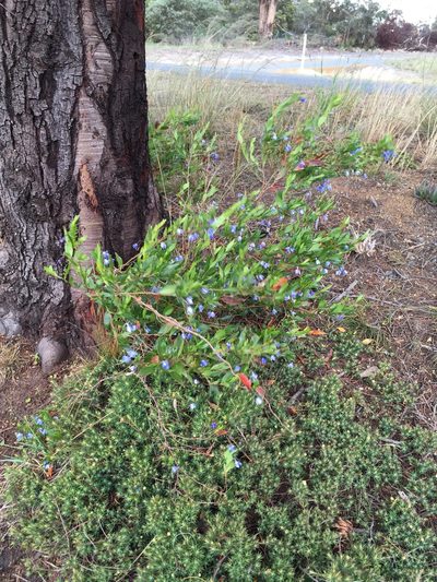 Billardiera heterophylla, photographed by Miguel de Salas
