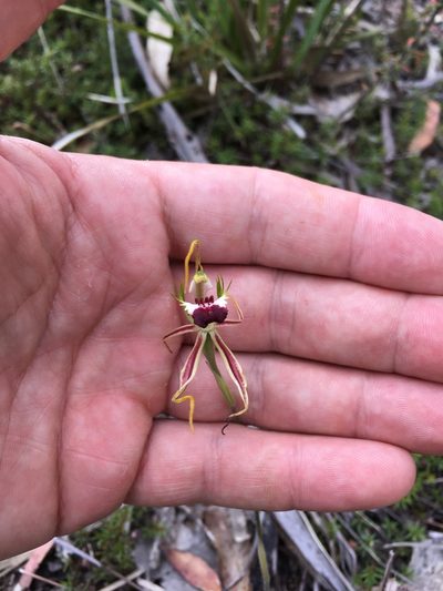 Caladenia dilatata, photographed by Miguel de Salas