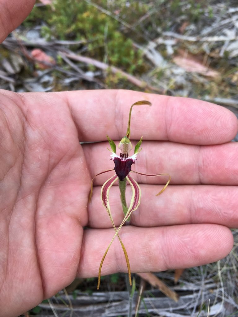 Caladenia dilatata, photographed by Miguel de Salas