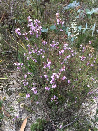 Tetratheca labillardierei, photographed by Miguel de Salas