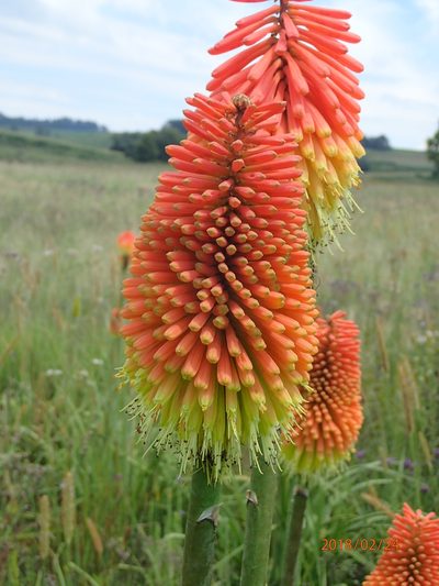 Kniphofia tysonii, photographed by Peter Warren