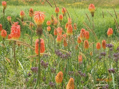 Kniphofia tysonii, photographed by Peter Warren