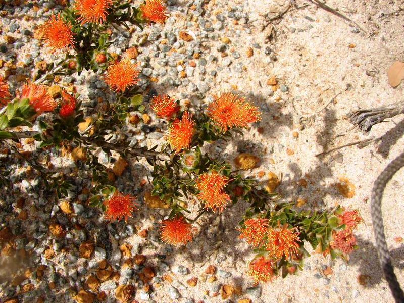 Melaleuca pilosa, photographed by Tony Rebelo