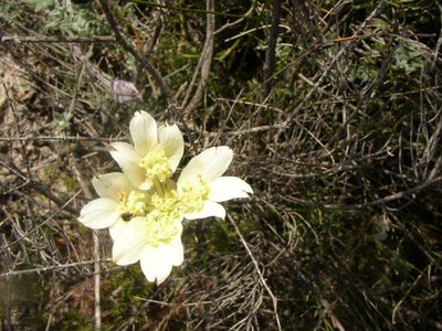 Xanthosia tomentosa, photographed by Tony Rebelo