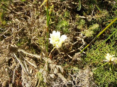 Xanthosia tomentosa, photographed by Tony Rebelo