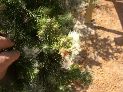 Melaleuca systena, photographed by Tony Rebelo