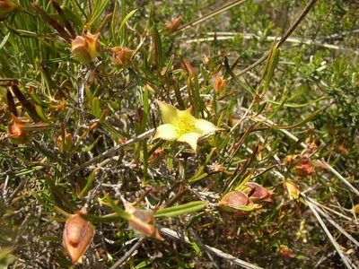 Hibbertia striata, photographed by Tony Rebelo