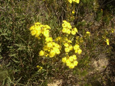 Verticordia nobilis, photographed by Tony Rebelo