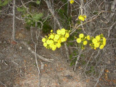 Verticordia nobilis, photographed by Tony Rebelo