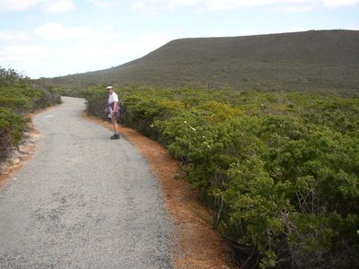 Melaleuca systena, photographed by Tony Rebelo