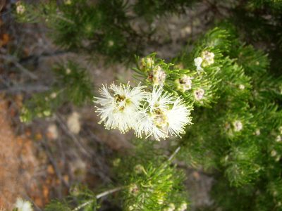 Melaleuca systena, photographed by Tony Rebelo
