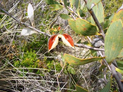 Hakea neurophylla, photographed by Tony Rebelo