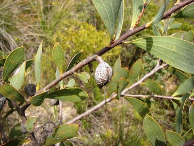 Hakea neurophylla, photographed by Tony Rebelo