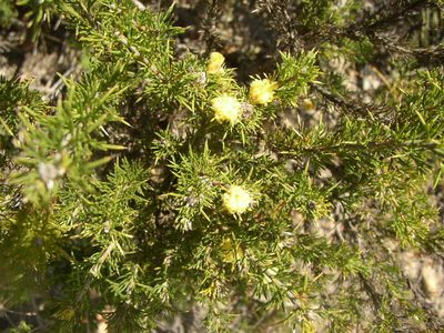 Petrophile serruriae, photographed by Tony Rebelo