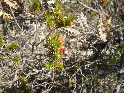Styphelia tortifolia, photographed by Tony Rebelo