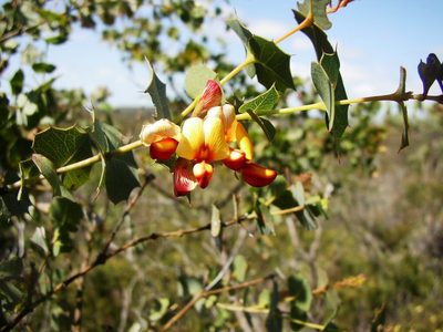 Gastrolobium spinosum, photographed by Tony Rebelo