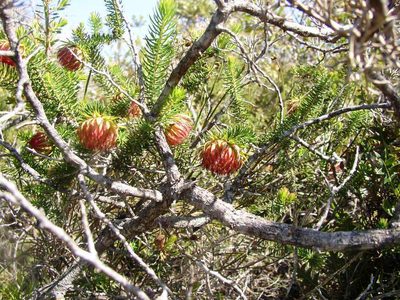 Darwinia neildiana, photographed by Tony Rebelo