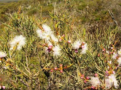 Melaleuca radula, photographed by Tony Rebelo