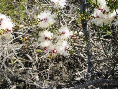 Melaleuca radula, photographed by Tony Rebelo
