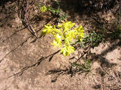 Glischrocaryon aureum, photographed by Tony Rebelo