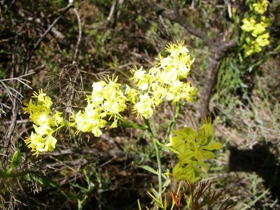 Glischrocaryon aureum, photographed by Tony Rebelo