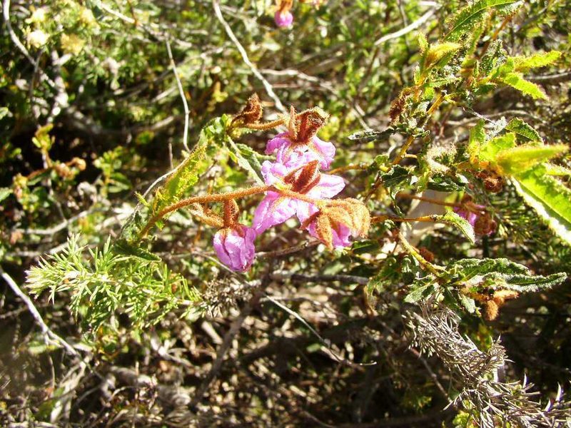 Thomasia grandiflora, photographed by Tony Rebelo