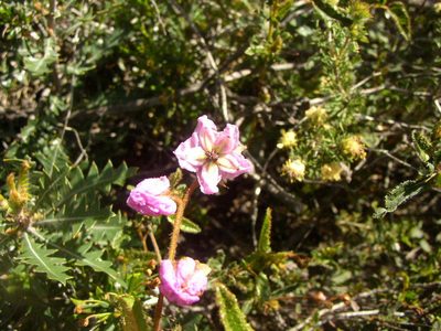 Thomasia grandiflora, photographed by Tony Rebelo