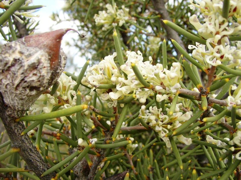Hakea psilorrhyncha, photographed by Tony Rebelo