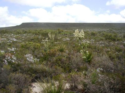 Hakea psilorrhyncha, photographed by Tony Rebelo