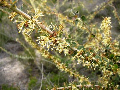 Grevillea uniformis, photographed by Tony Rebelo