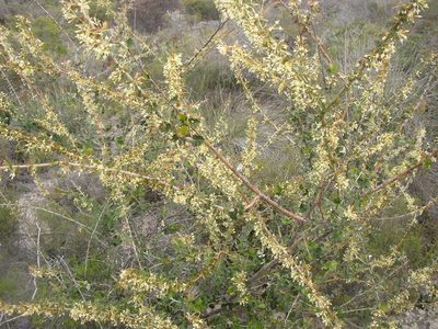 Grevillea uniformis, photographed by Tony Rebelo