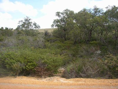 Eucalyptus todtiana, photographed by Tony Rebelo