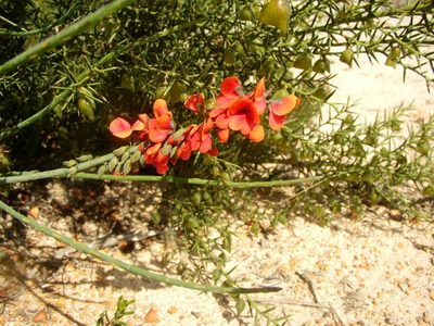 Sphaerolobium drummondii, photographed by Tony Rebelo