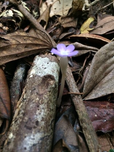 Voyria obconica, photographed by B. Phalan