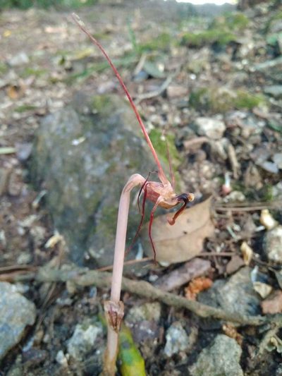Arachnitis uniflora, photographed by Cristian Riquelme